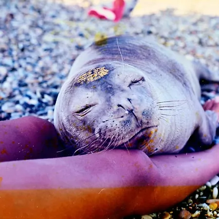 Appart hôtel Pension Votsi