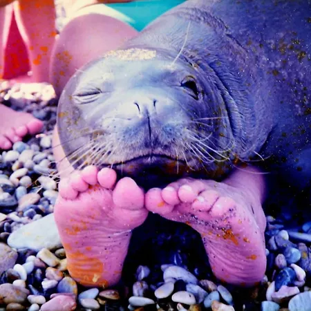 Appart hôtel Pension Votsi 4*